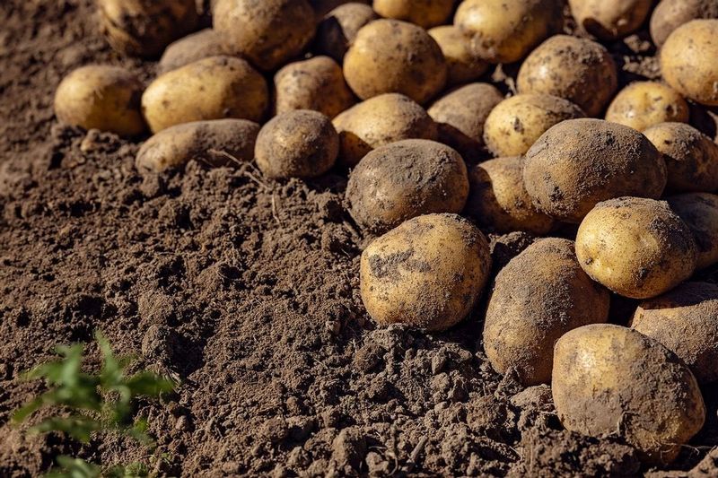 Potatoes: The Underground Relative