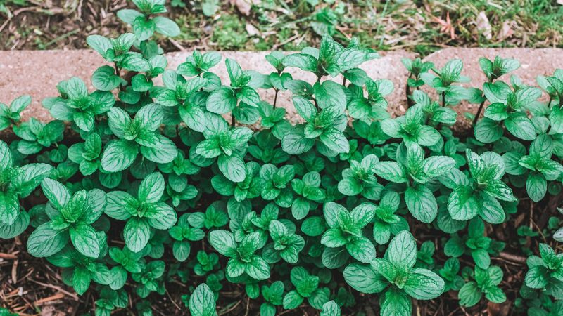 Mint Becomes An Invasive Nightmare