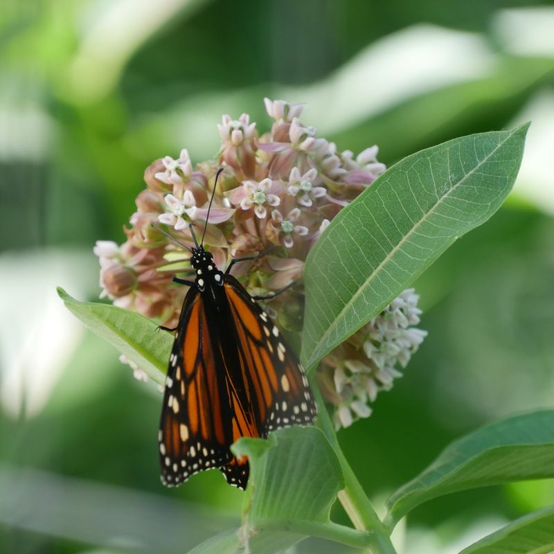 Milkweed: Monarch Butterfly Essential