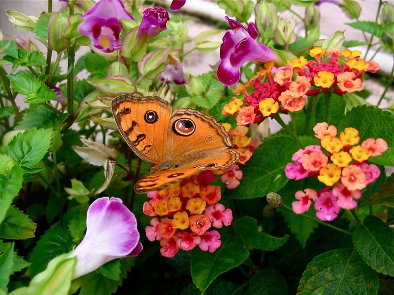 Lantana - Heat-Loving Color Clusters