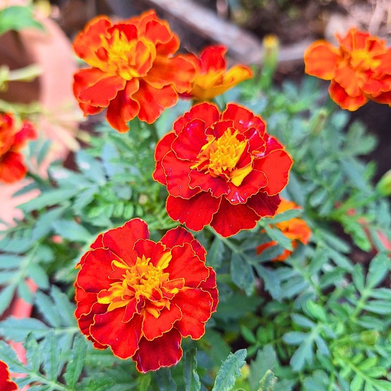 Marigolds: The Speedy Workhorse