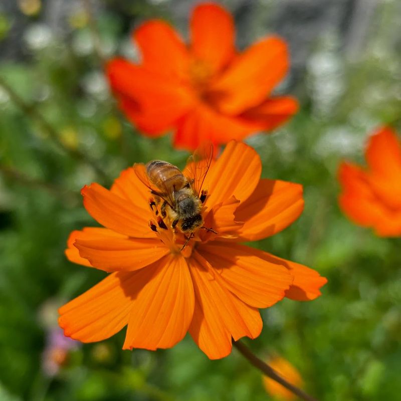 Cosmos (Cosmos bipinnatus)