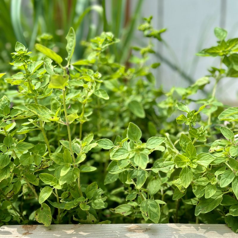 Oregano: Aromatic Pest Repellent