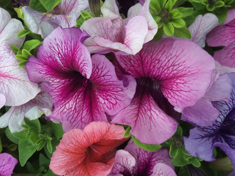 Petunias Perish In Shadows