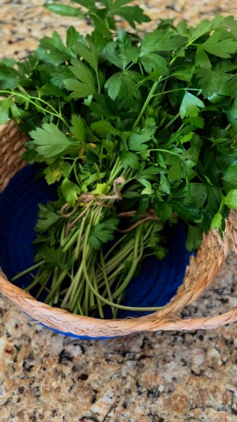 Parsley - Lettuce Competitor