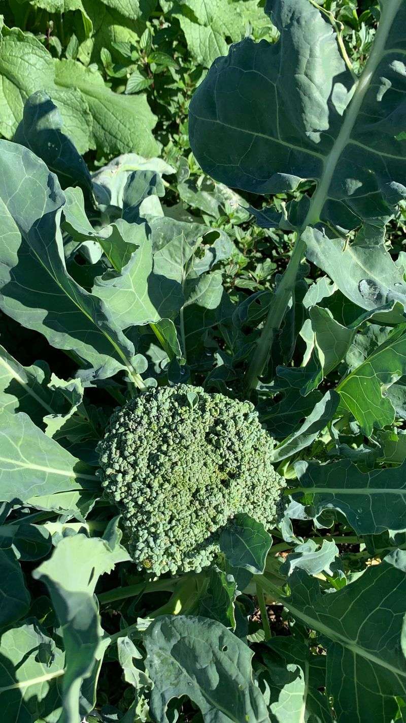 Broccoli: The Nutrient Competitor