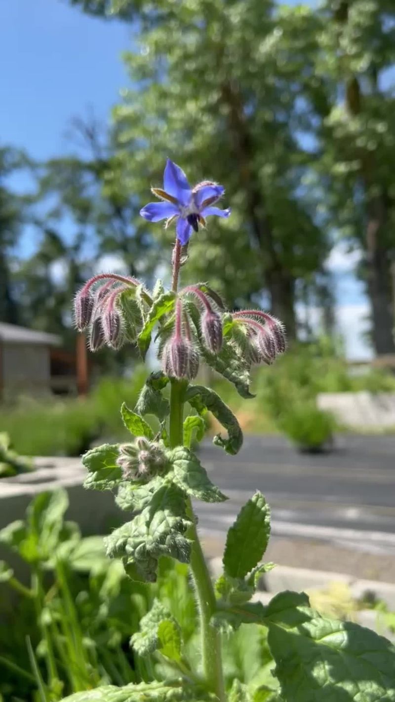 Borage: Blue-Flowered Cucumber Enhancer
