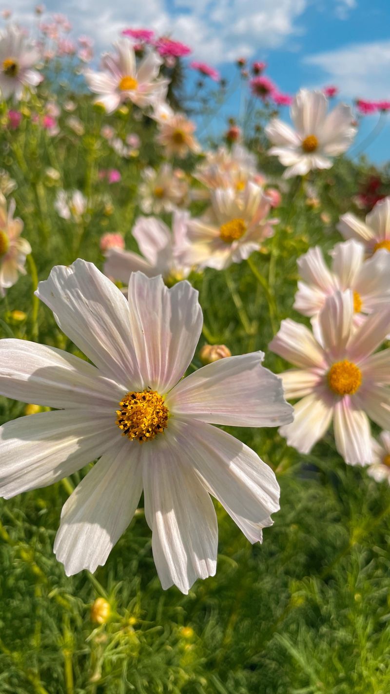Cosmos: Feathery Showstoppers