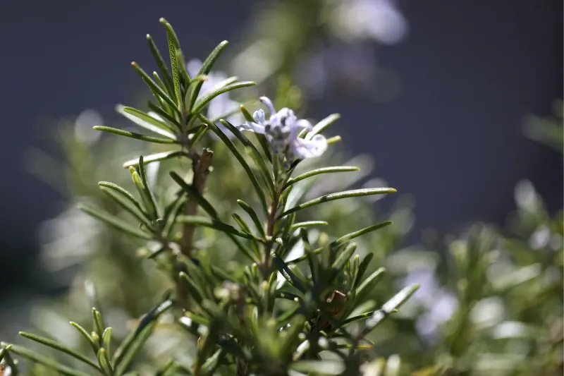 Rosemary: The Moisture Competitor