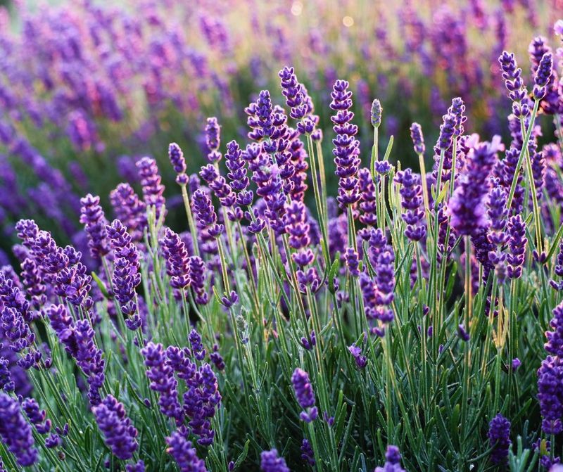 Lavender: Mediterranean Sun Lover