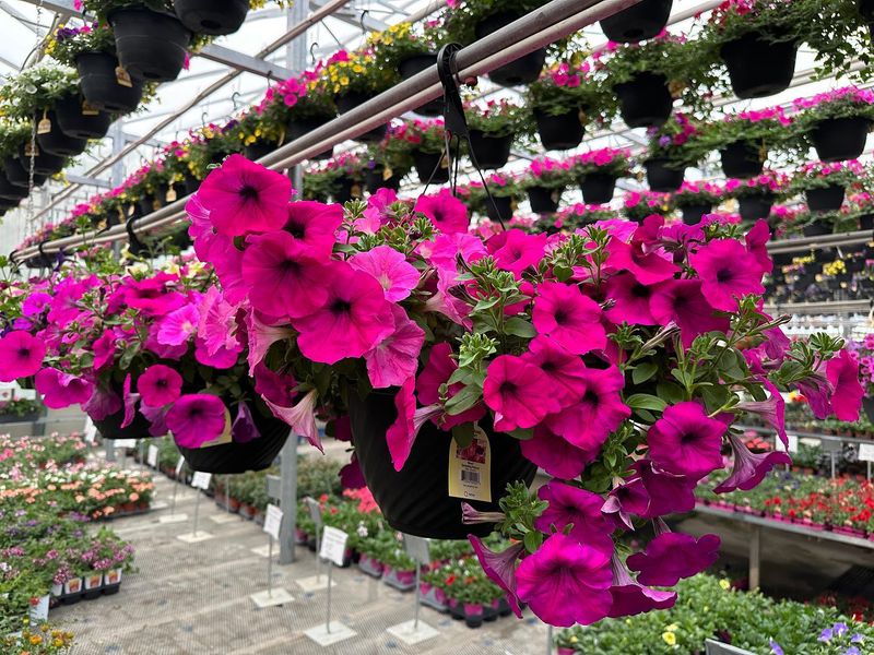 Petunias: The Perfect Cascading Alternative