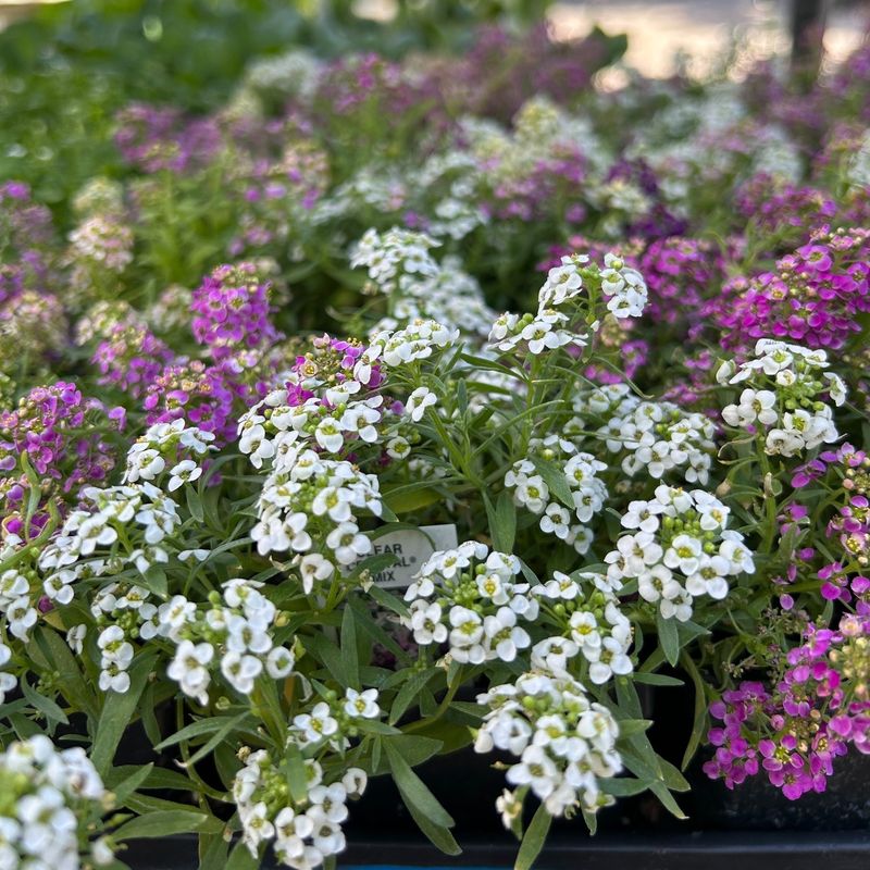 Sweet Alyssum: Honey-Scented Ground Cover