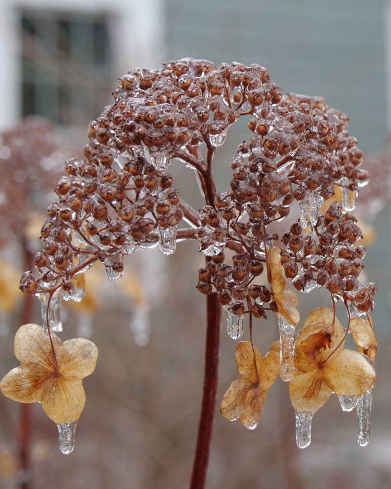 Temperature Extremes