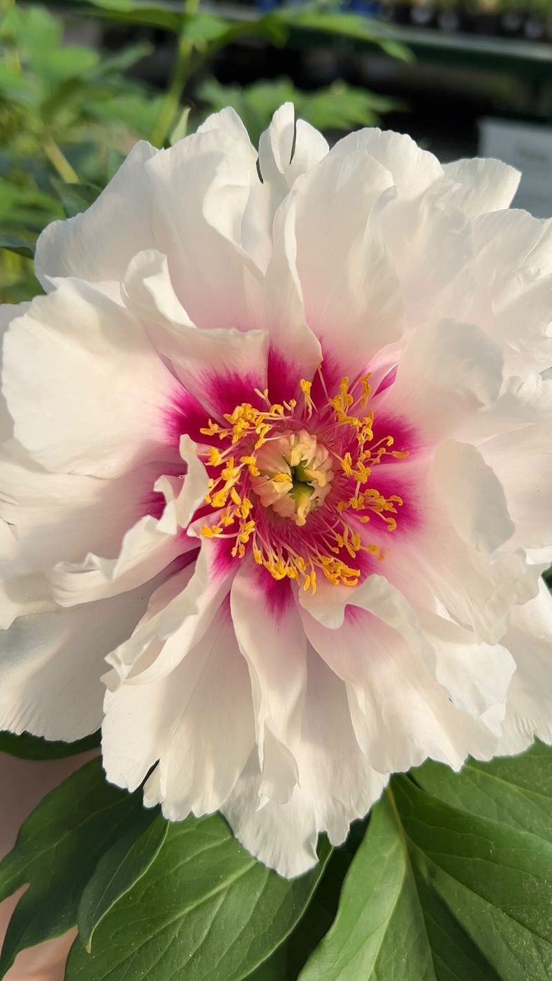Romantic Peonies