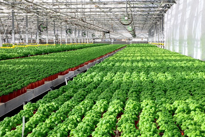 Greenhouse Shelves