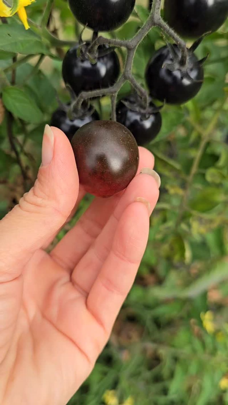 Black Cherry