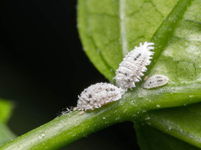 Protection From Pests