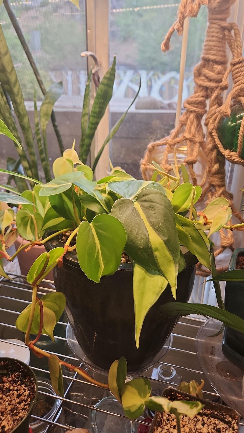 Address Pest Issues