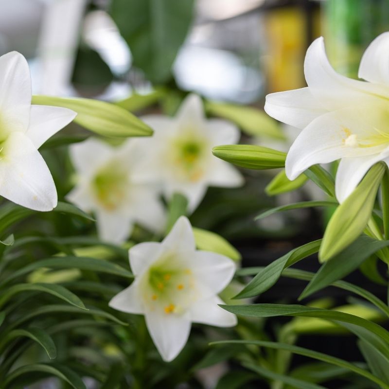 Remove Spent Flowers Carefully
