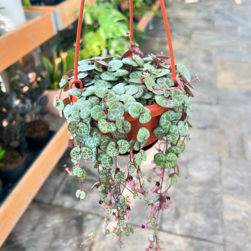 String of Hearts