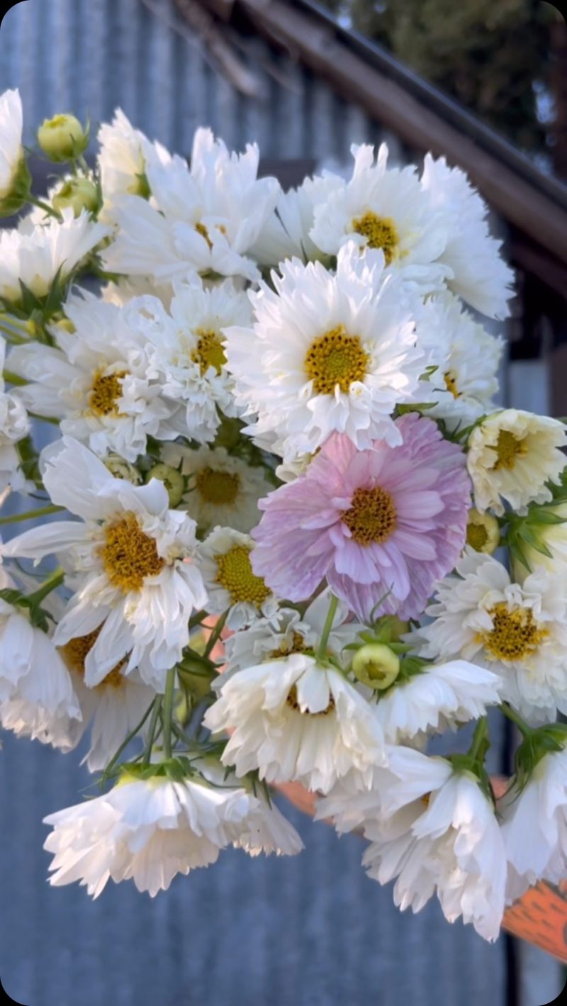 Cosmos