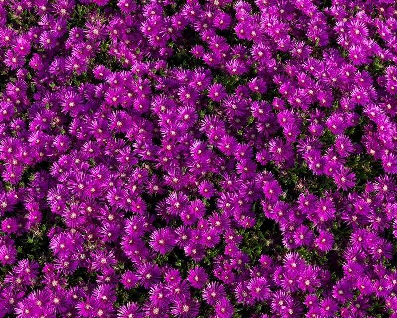 Polka Dot Plant