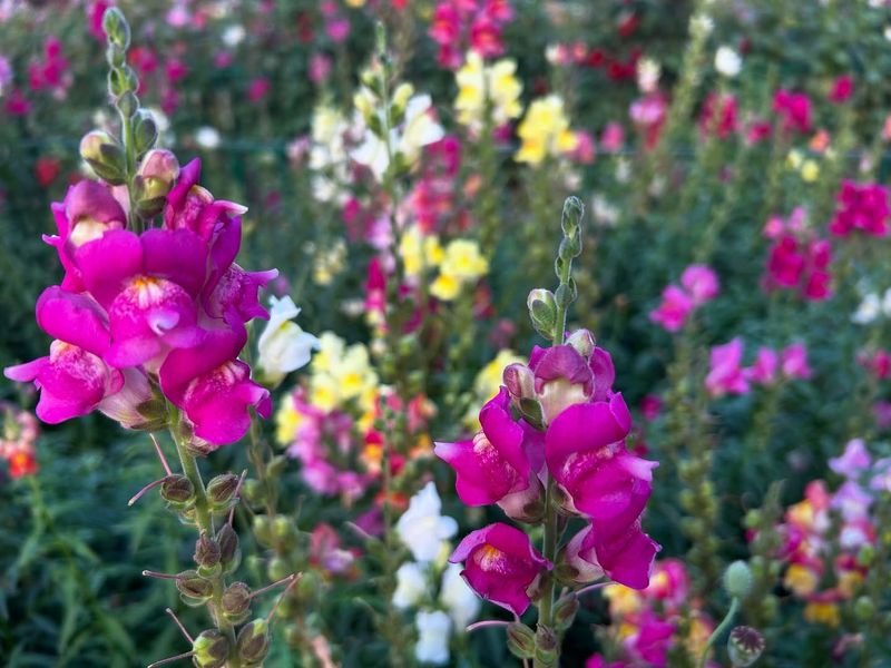 Snapdragons