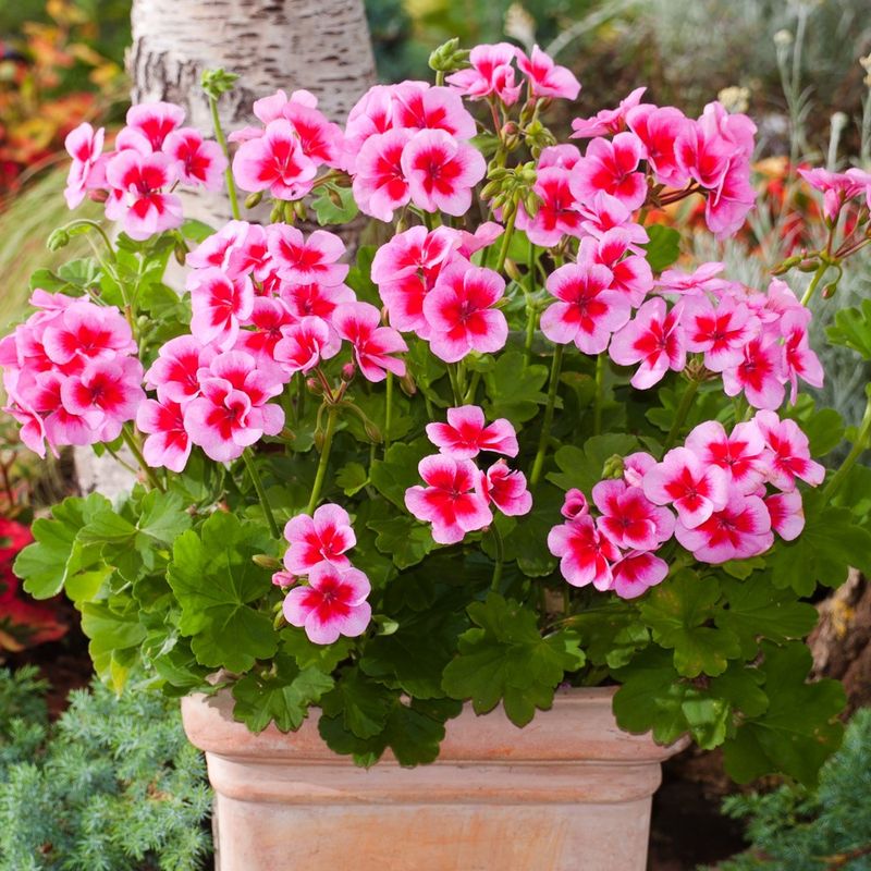 Geraniums (Pelargoniums) - Classic Container Workhorses
