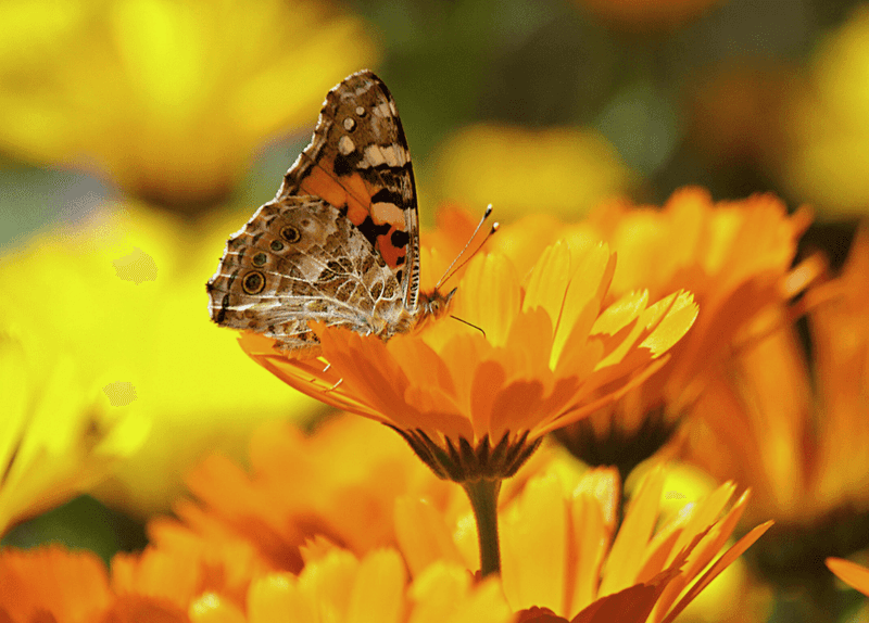 Calendula: The Medicinal Beauty