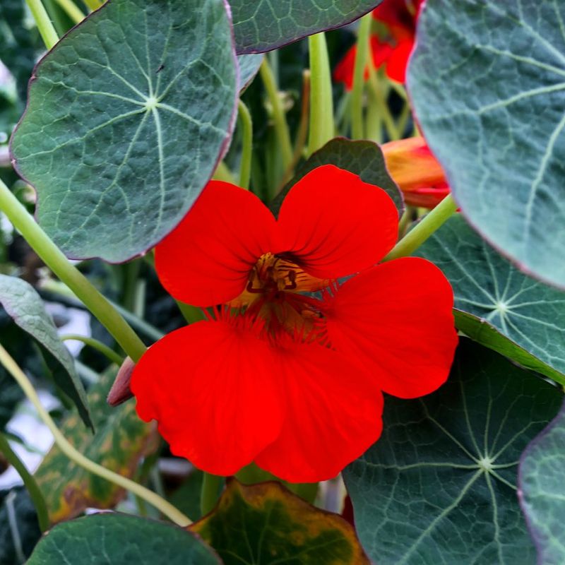 Nasturtiums: Edible Flowers With Lily Pad Leaves