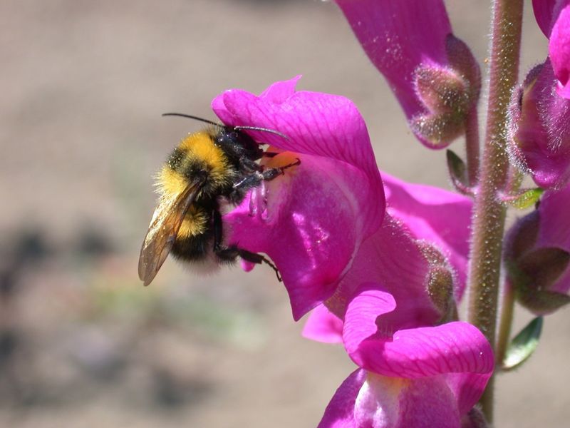 Snapdragons (Antirrhinum majus)