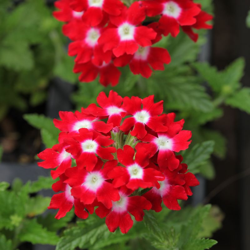 Verbena
