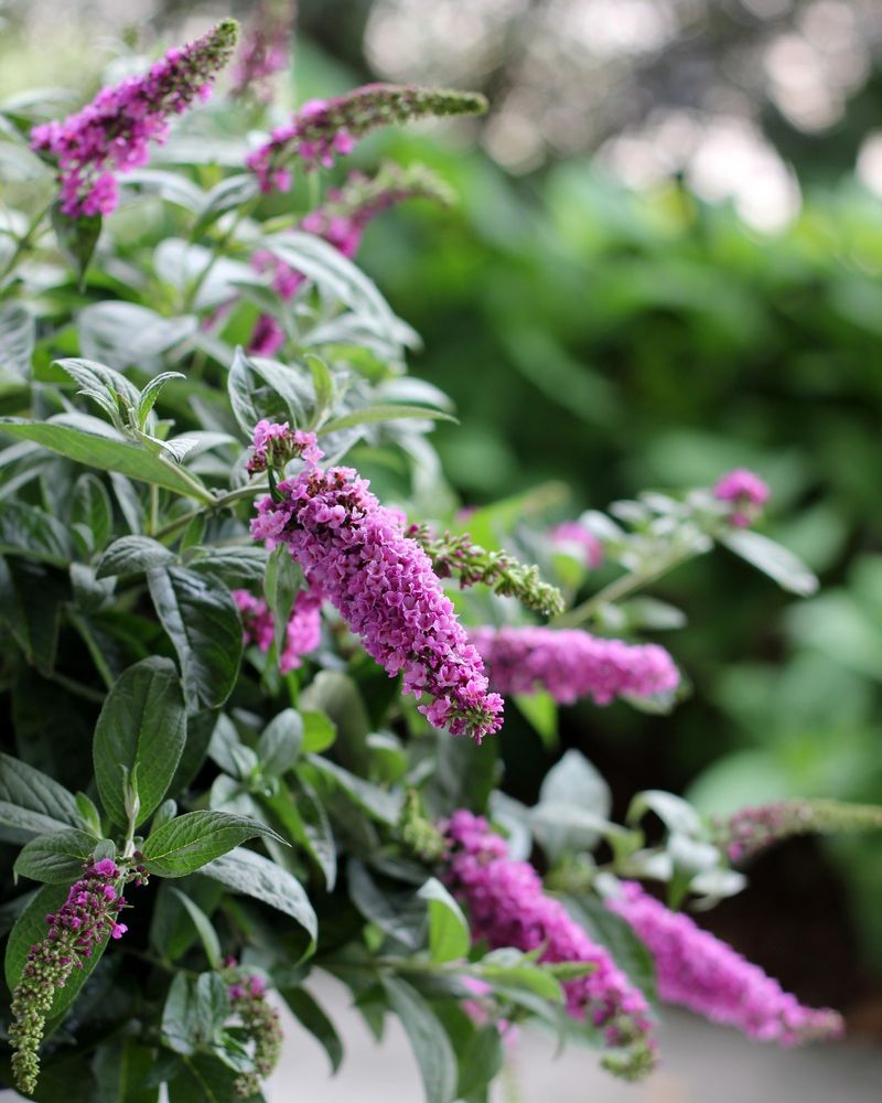 Butterfly Bush: Honey-Scented Magnet