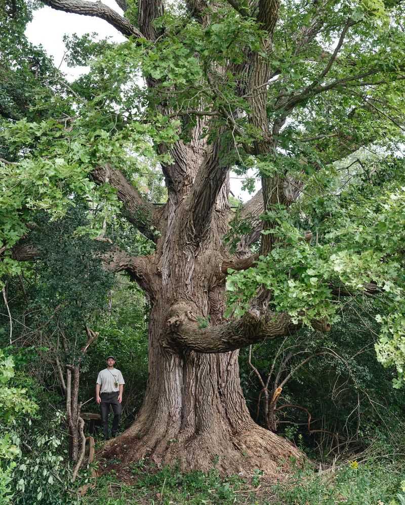 Bur Oak