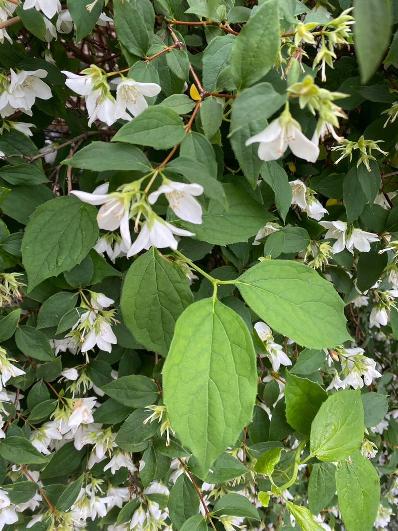 Mock Orange (Philadelphus)