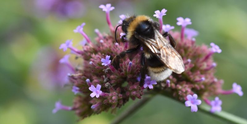 Verbena (Verbena bonariensis)