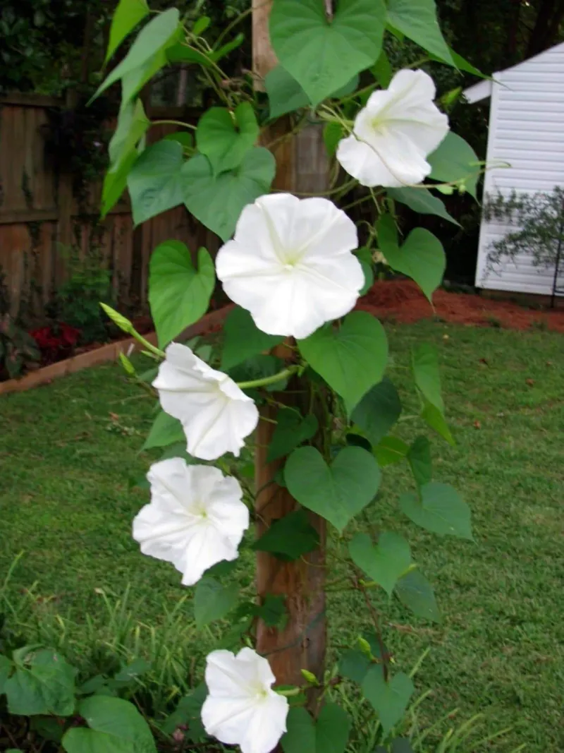 Moonflower