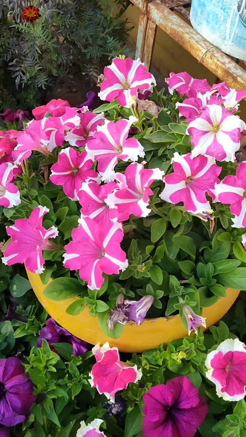 Petunias