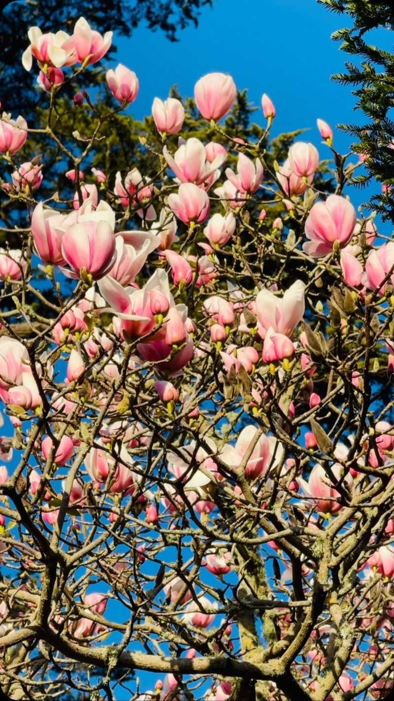 Magnolias