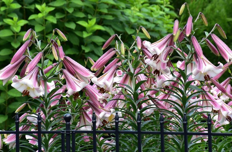 Lilies