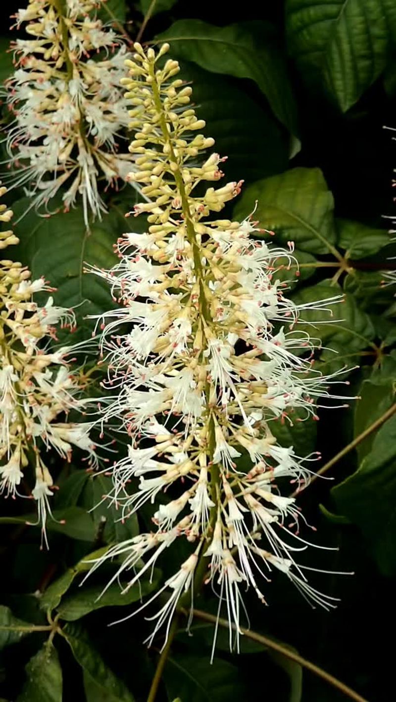 Bottlebrush Buckeye (Aesculus parviflora)