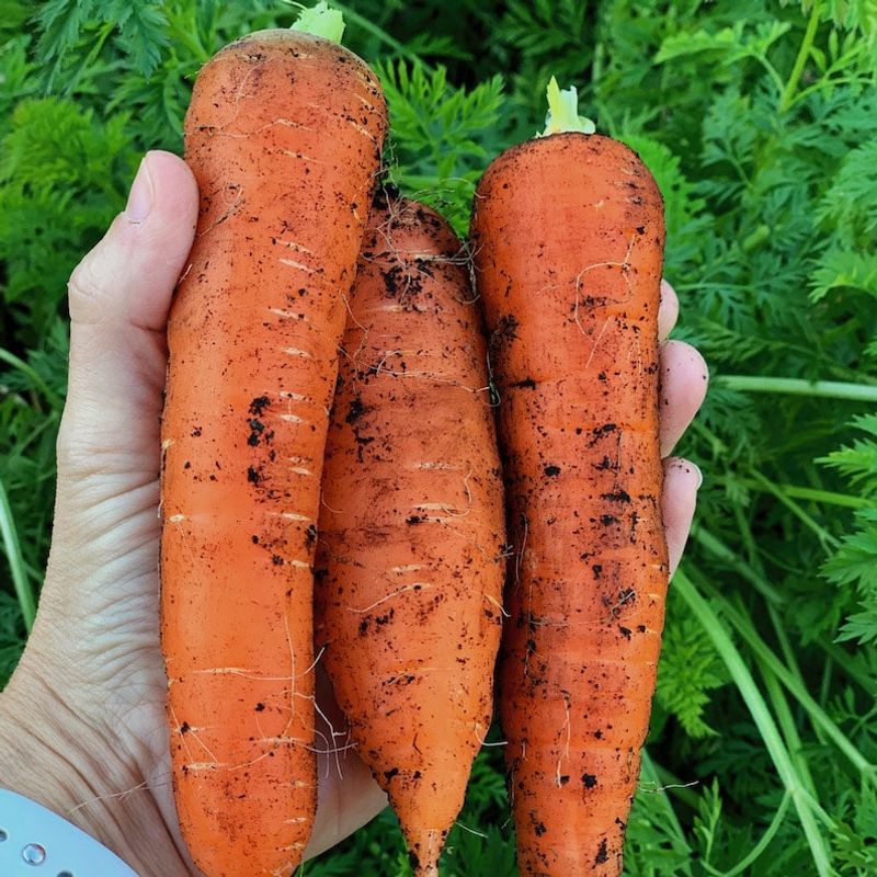 Carrots: Hidden Harvest Headaches