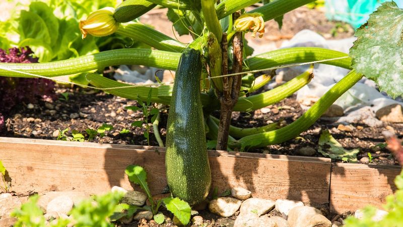 Zucchini