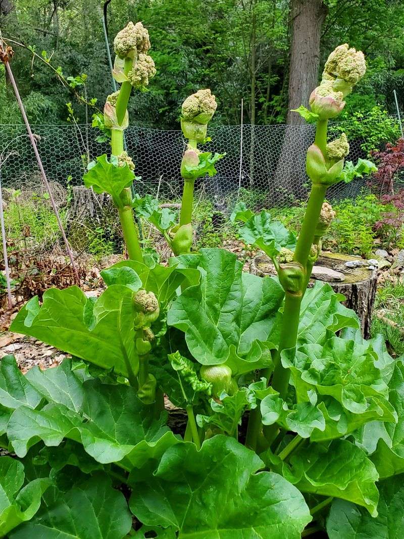 Rhubarb: Permanent Resident Needs Space