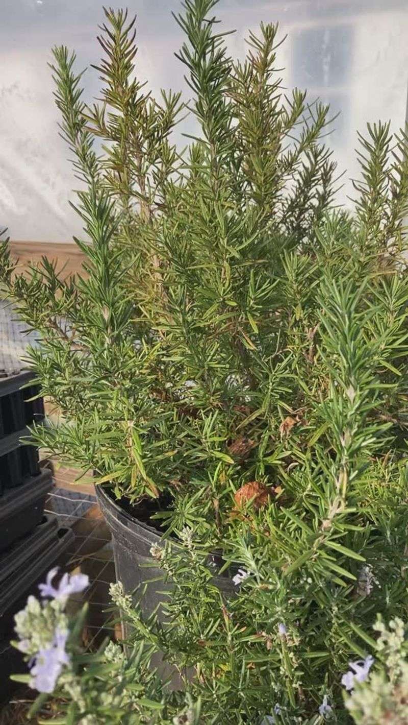 Rosemary