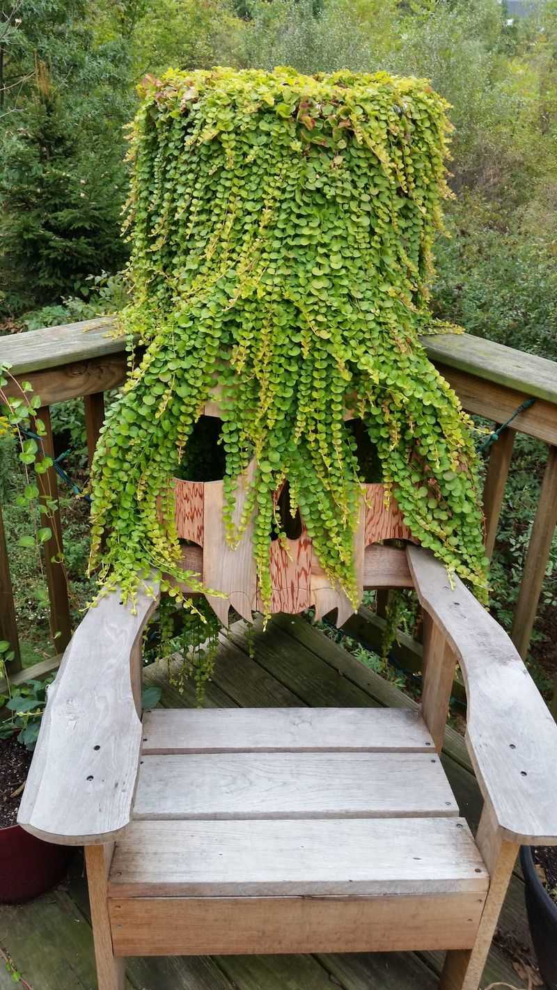 Creeping Jenny