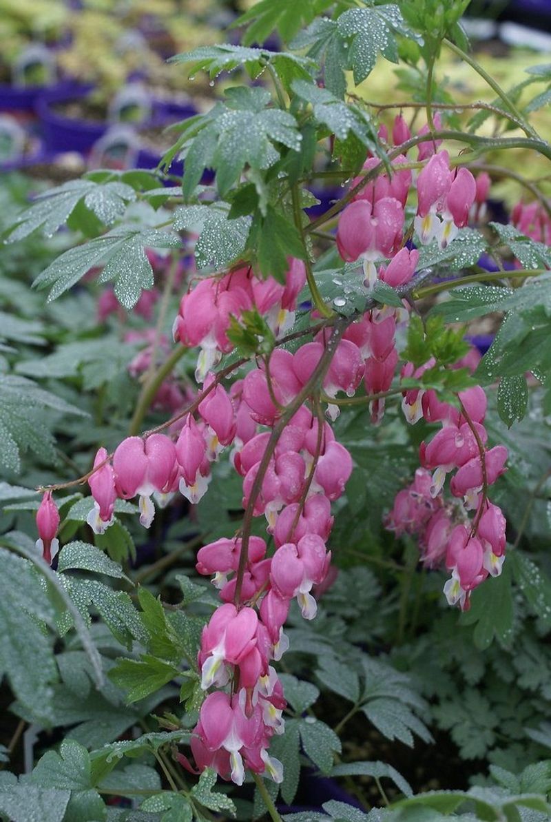 Bleeding Heart