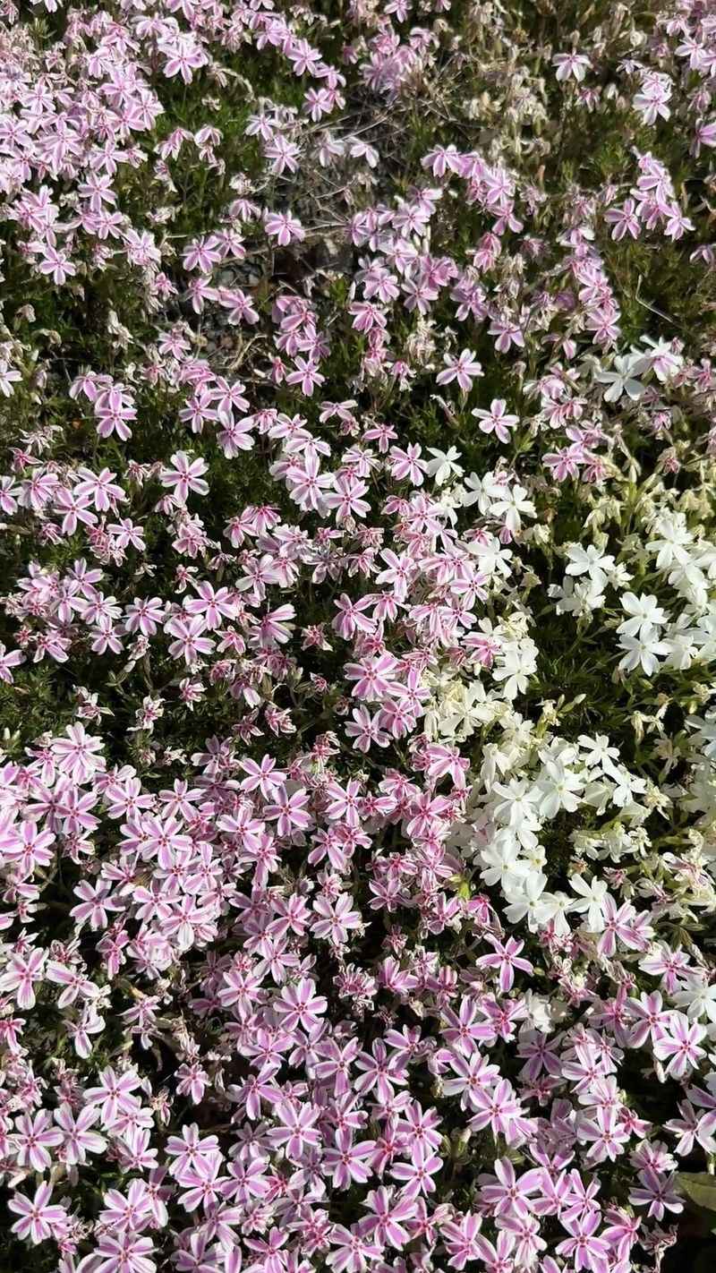 Creeping Phlox