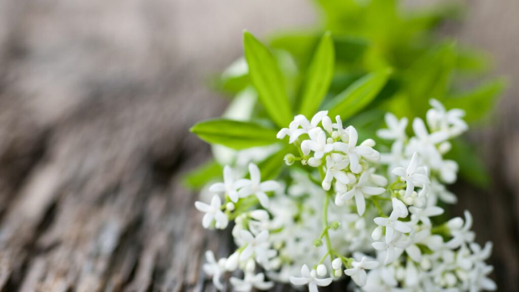 Sweet Woodruff