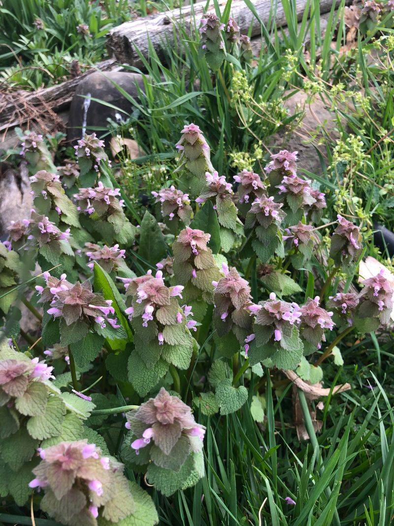 Lamium's Light Show Dims Around Trees